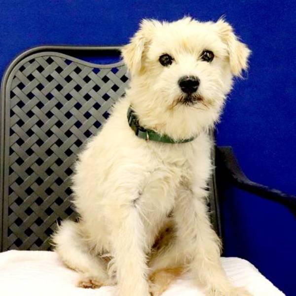 Mikey, Adoptable, Adult Male Terrier.