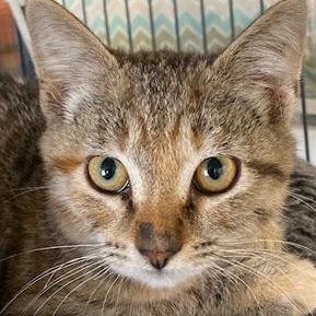 Enlarge Snickers, a ADOPTABLE Domestic Short Hair in Ocean Isle Beach, NC image 1/1