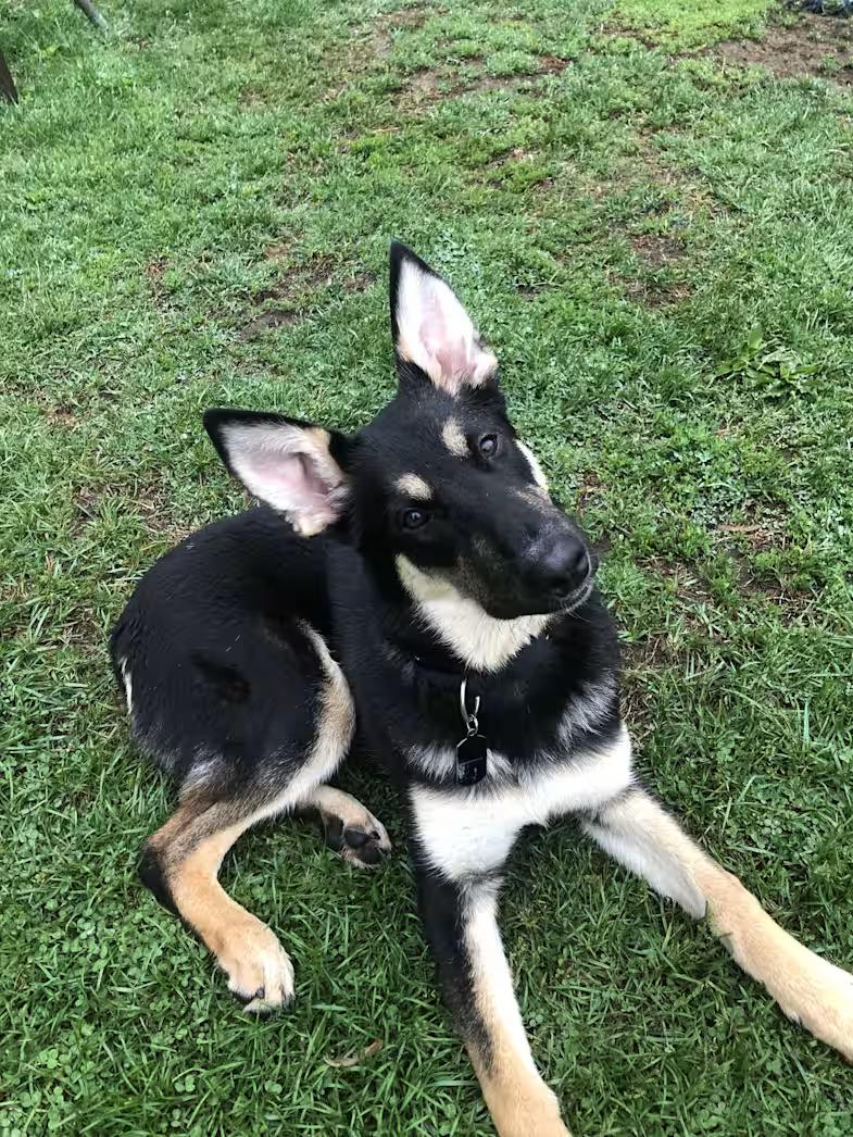 Rookie-Adopted, adopted, Young Male German Shepherd Dog.