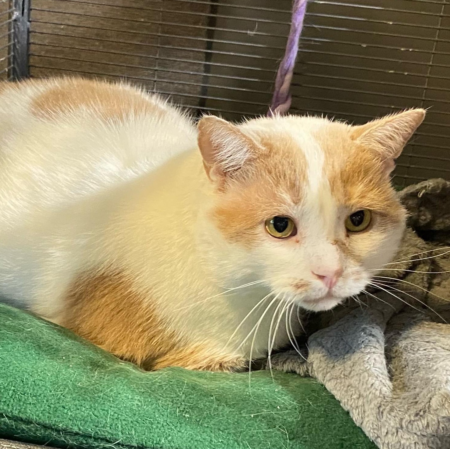 Walter, Adoptable, Adult Male Domestic Short Hair.