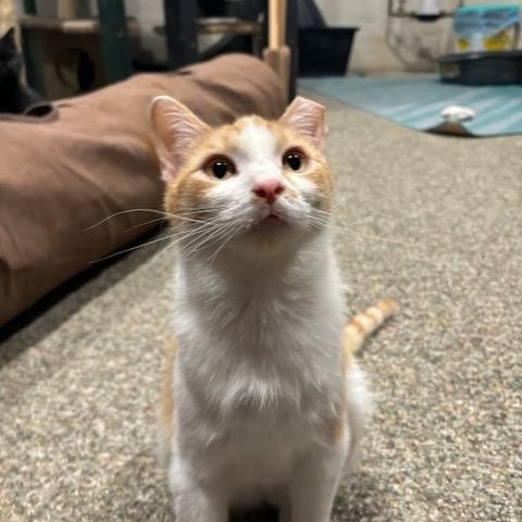 Enlarge Carrot, an adopted Domestic Short Hair in Hudsonville, MI image 2/4