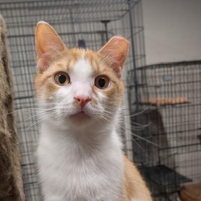 Enlarge Carrot, an adopted Domestic Short Hair in Hudsonville, MI image 1/4