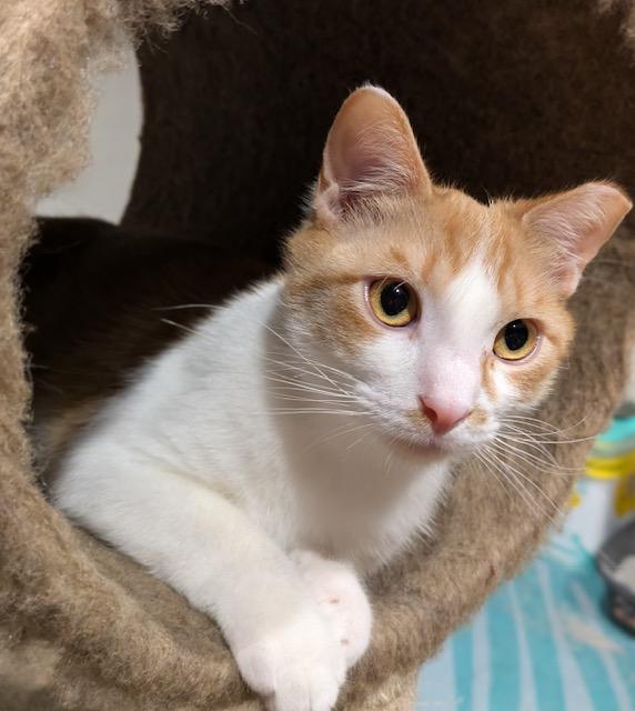 Enlarge Carrot, an adopted Domestic Short Hair in Hudsonville, MI image 4/4