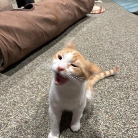 Enlarge Carrot, an adopted Domestic Short Hair in Hudsonville, MI image 3/4