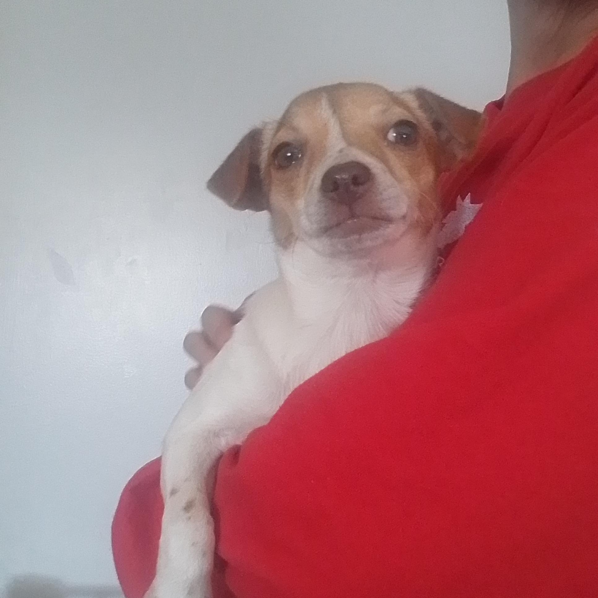 Meg, Adoptable, Puppy Female Chihuahua.