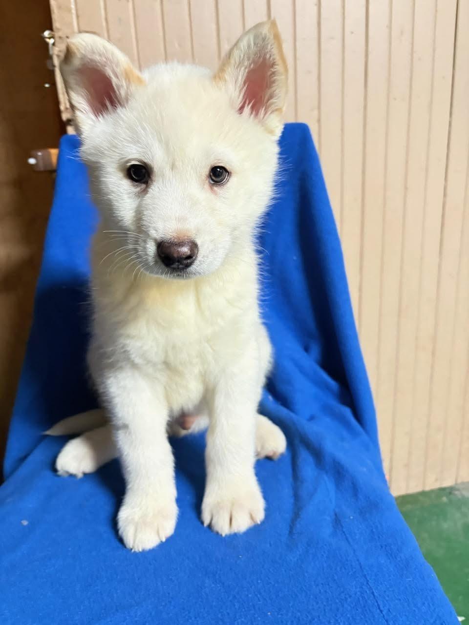 Scout, adopted, Puppy Male Husky.