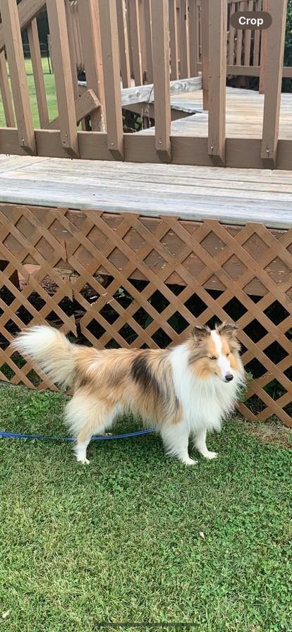Enlarge scout, a Adopted Shetland Sheepdog / Sheltie in vALE, NC image 1/1