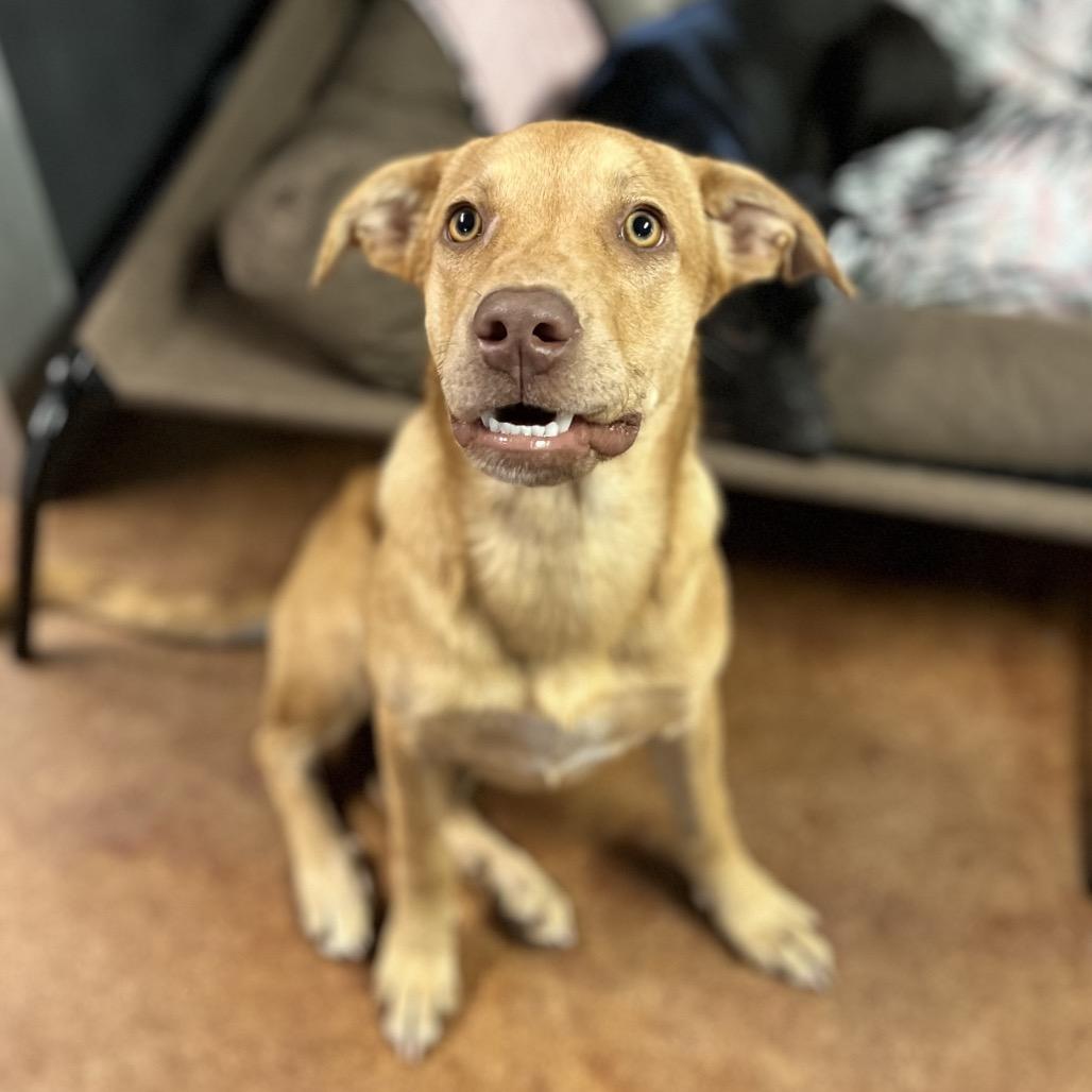 Thelma, Adoptable, Adult Female Yellow Labrador Retriever & Mixed Breed.