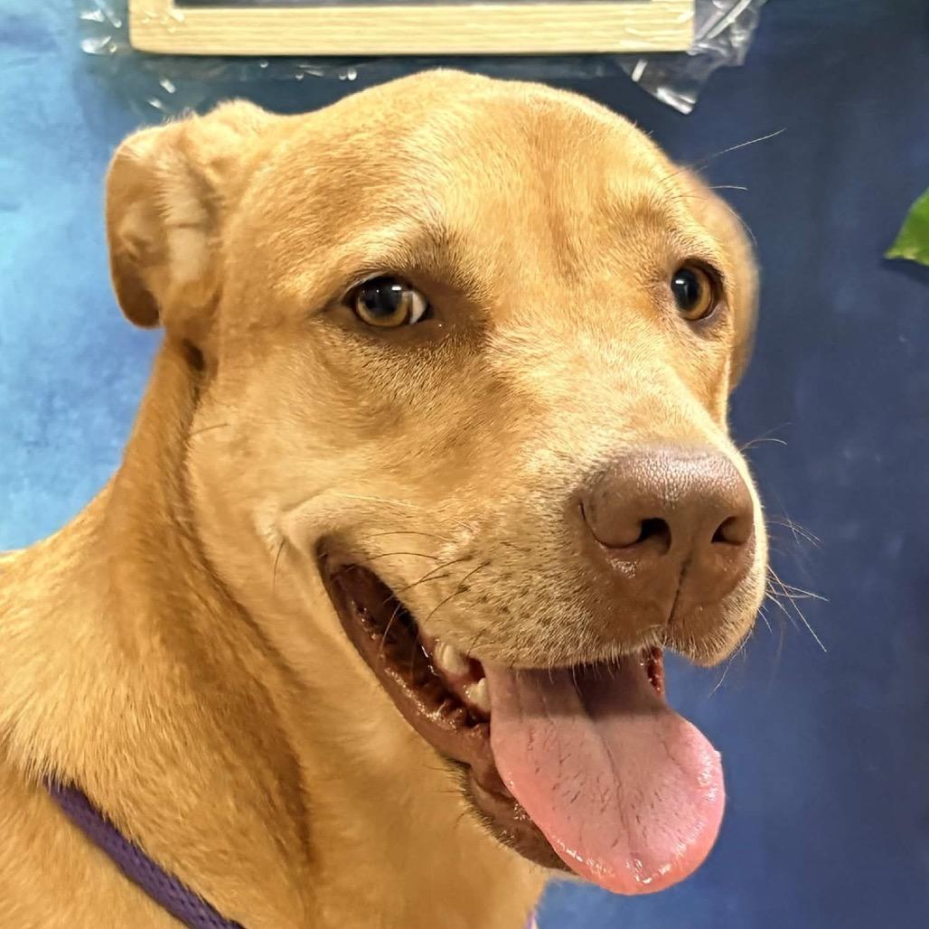 Enlarge Thelma, a Adoptable mixed breed in Clarksville, AR image 2/6