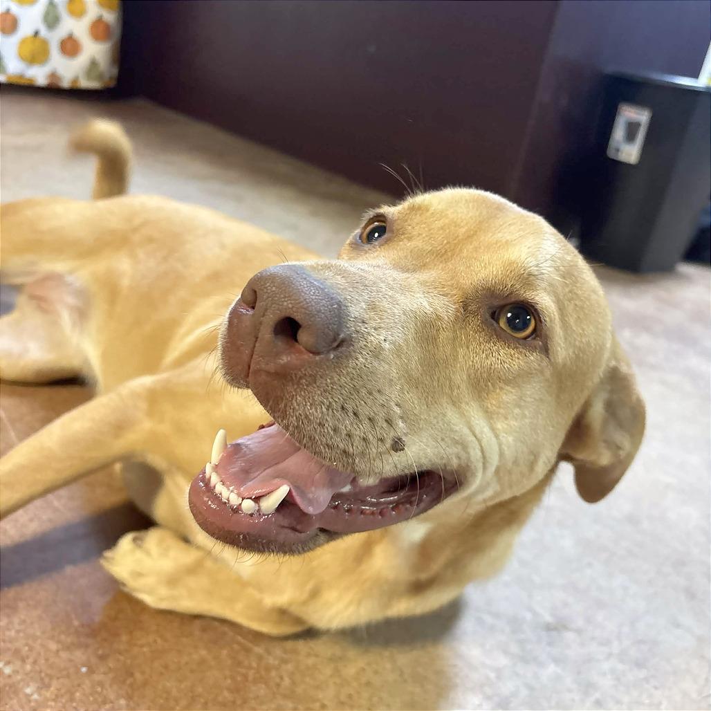 Enlarge Thelma, a Adoptable mixed breed in Clarksville, AR image 1/6