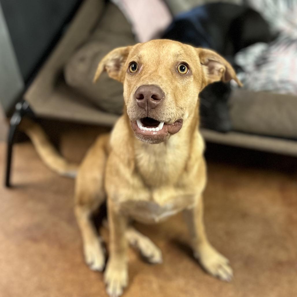Enlarge Thelma, a Adoptable mixed breed in Clarksville, AR image 3/6