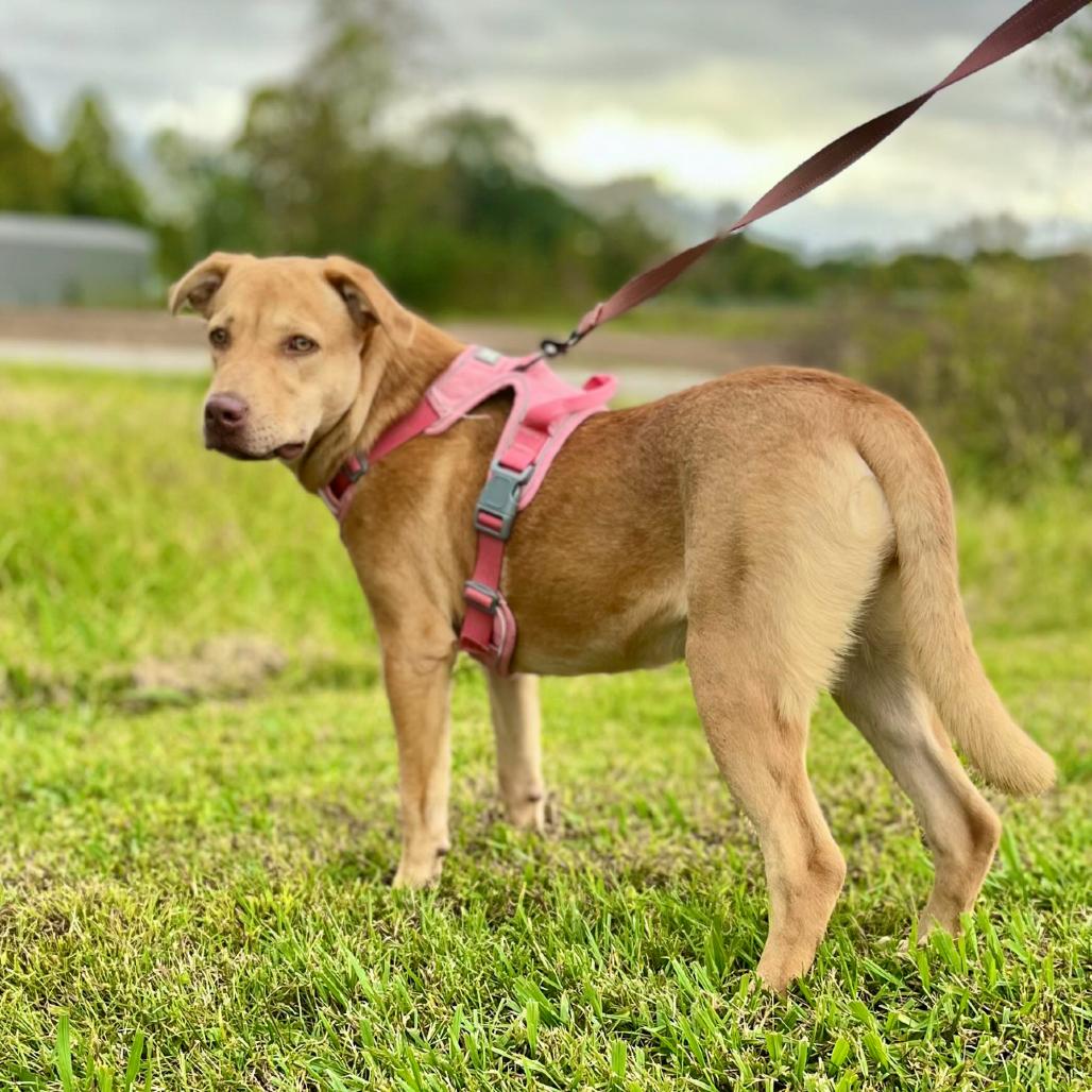 Enlarge Thelma, a Adoptable mixed breed in Clarksville, AR image 3/6