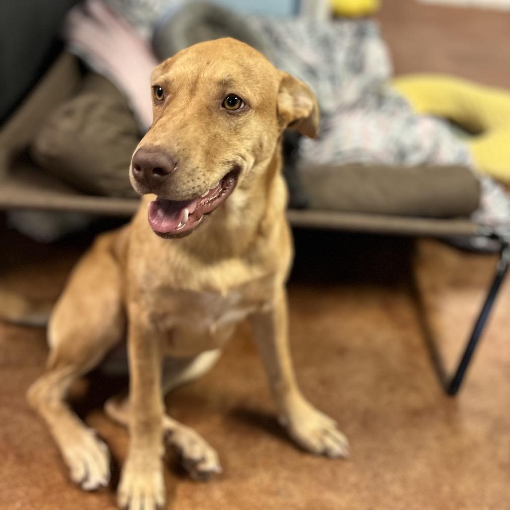 Enlarge Thelma, a Adoptable mixed breed in Clarksville, AR image 4/6