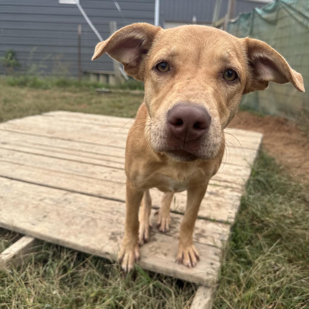 Enlarge Thelma, a Adoptable mixed breed in Clarksville, AR image 5/6