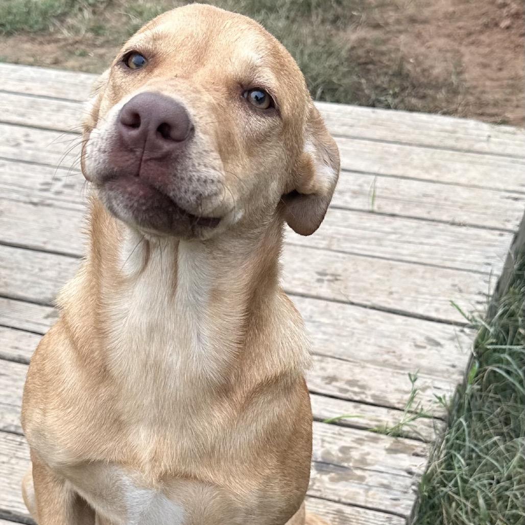 Enlarge Thelma, a Adoptable mixed breed in Clarksville, AR image 6/6