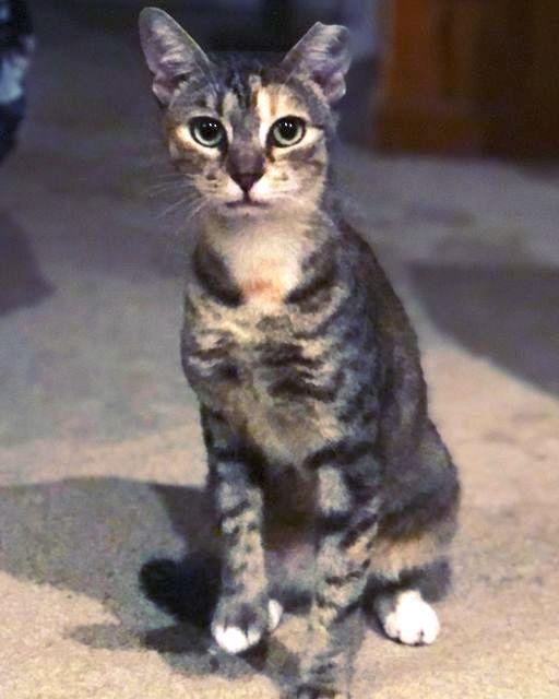 MINNIE TABBY (DOB ~12/2021), a Adoptable Domestic Short Hair in Burlington, NC image 2/4