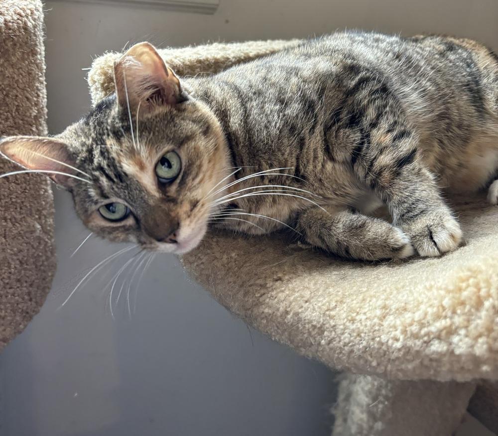 MINNIE TABBY (DOB ~12/2021), Adoptable, Adult Female Domestic Short Hair.