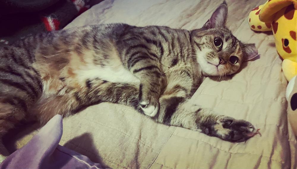 MINNIE TABBY (DOB ~12/2021), a Adoptable Domestic Short Hair in Burlington, NC image 4/4