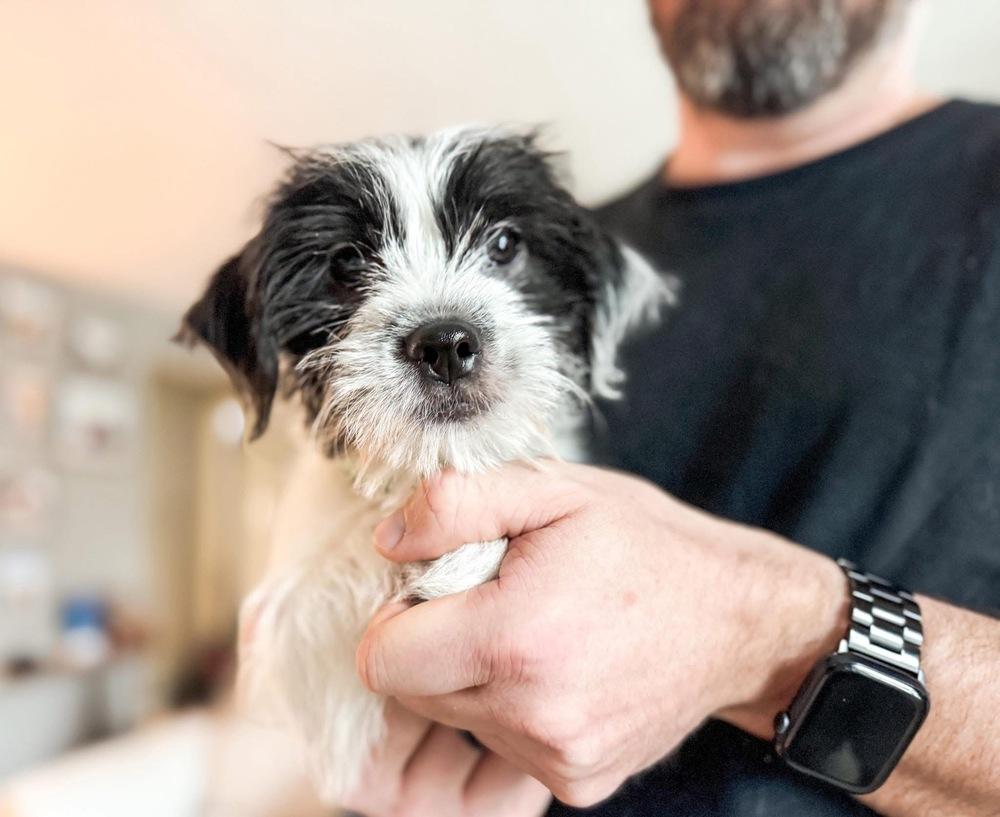 Oliver, Adoptable, Puppy Male Pekingese & Chihuahua.