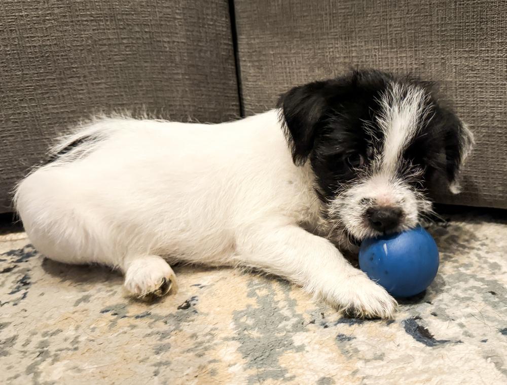 Enlarge Oliver, a Adoptable mixed breed in Jefferson Hills, PA image 1/2