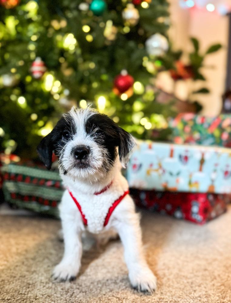 Enlarge Oliver, a Adoptable mixed breed in Jefferson Hills, PA image 2/2