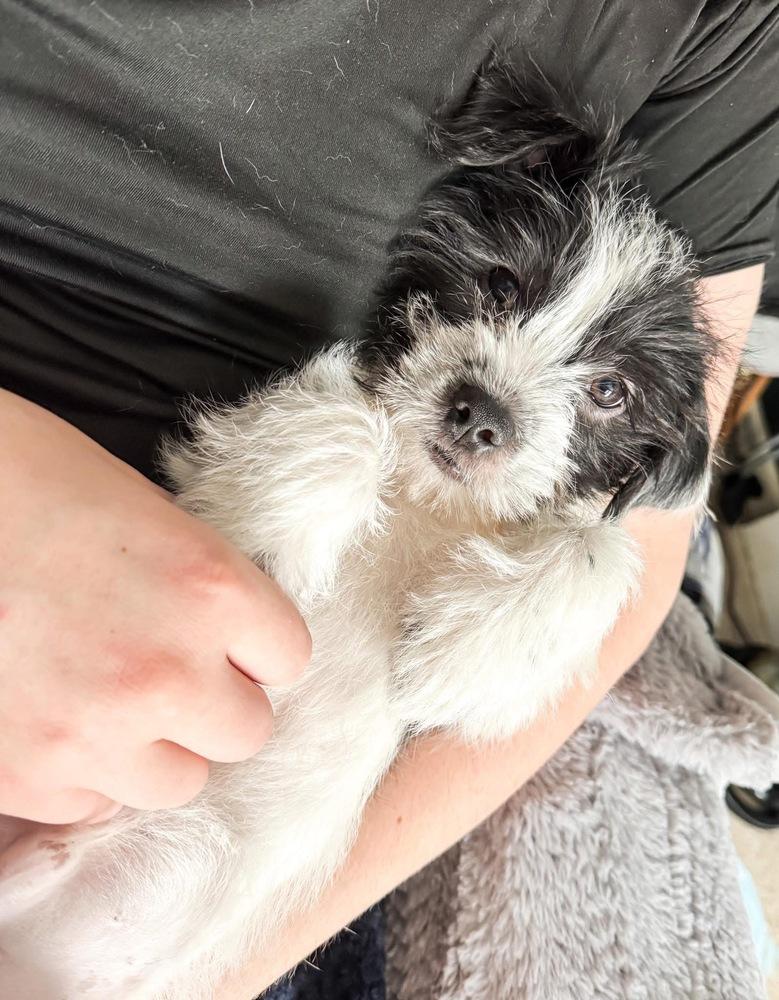 Enlarge Oliver, a Adoptable mixed breed in Jefferson Hills, PA image 4/6