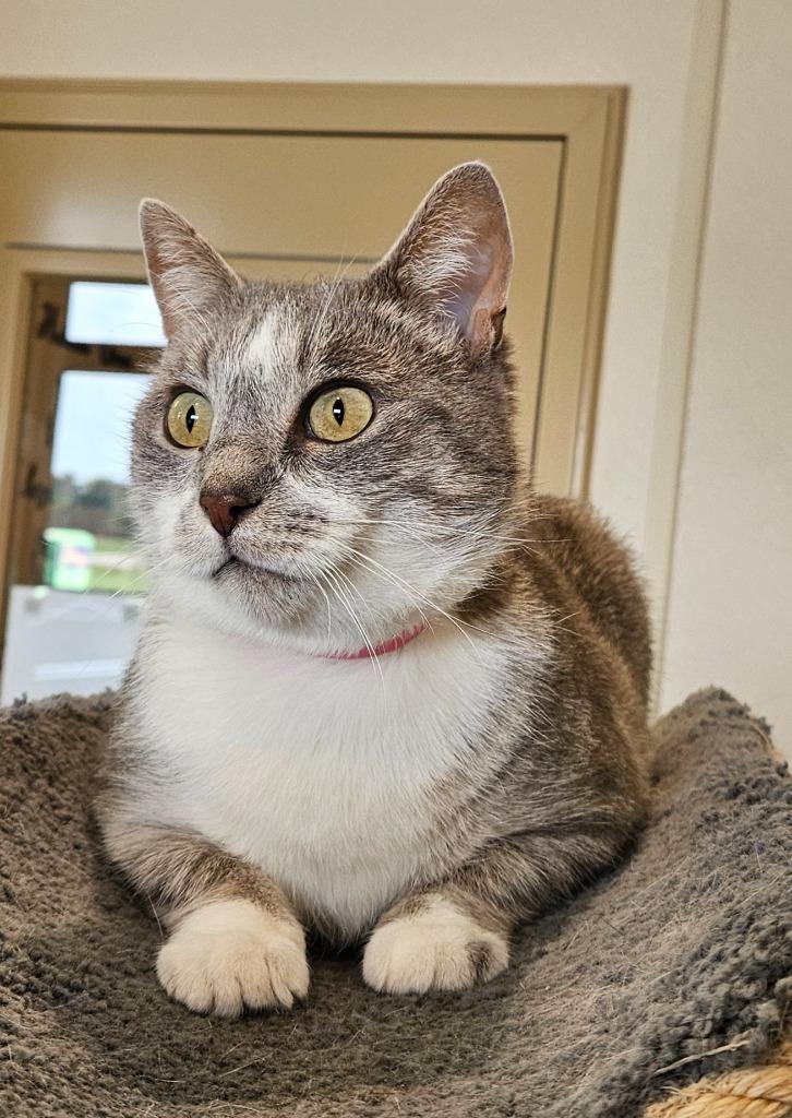 Enlarge Dove, a Adoptable mixed breed in Fremont, OH image 1/1
