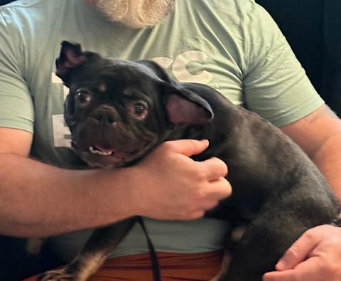 Kobe, Adopted, Adult Male French Bulldog.