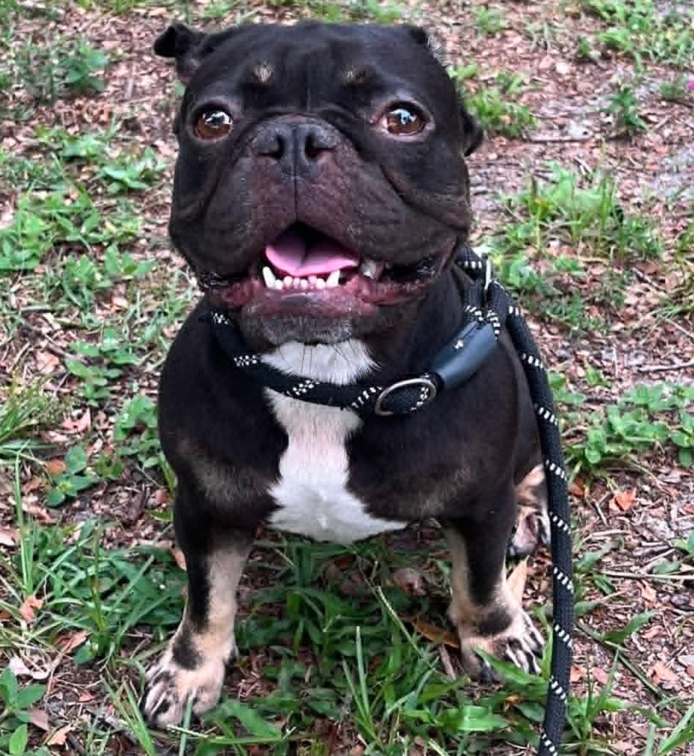 Kobe, a Adopted French Bulldog in Osteen, FL image 2/2