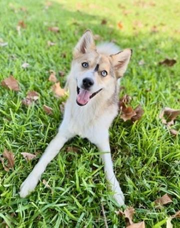 Enlarge Luna, a Adoptable Pomsky in Covington, LA image 1/5