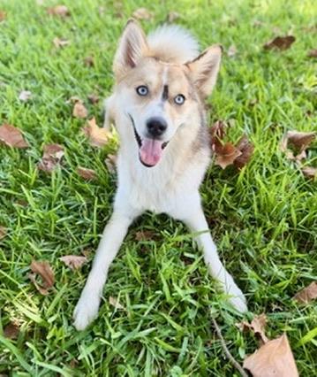 Enlarge Luna, a Adoptable Pomsky in Covington, LA image 4/5