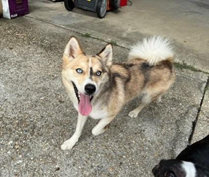 Enlarge Luna, a Adoptable Pomsky in Covington, LA image 2/5