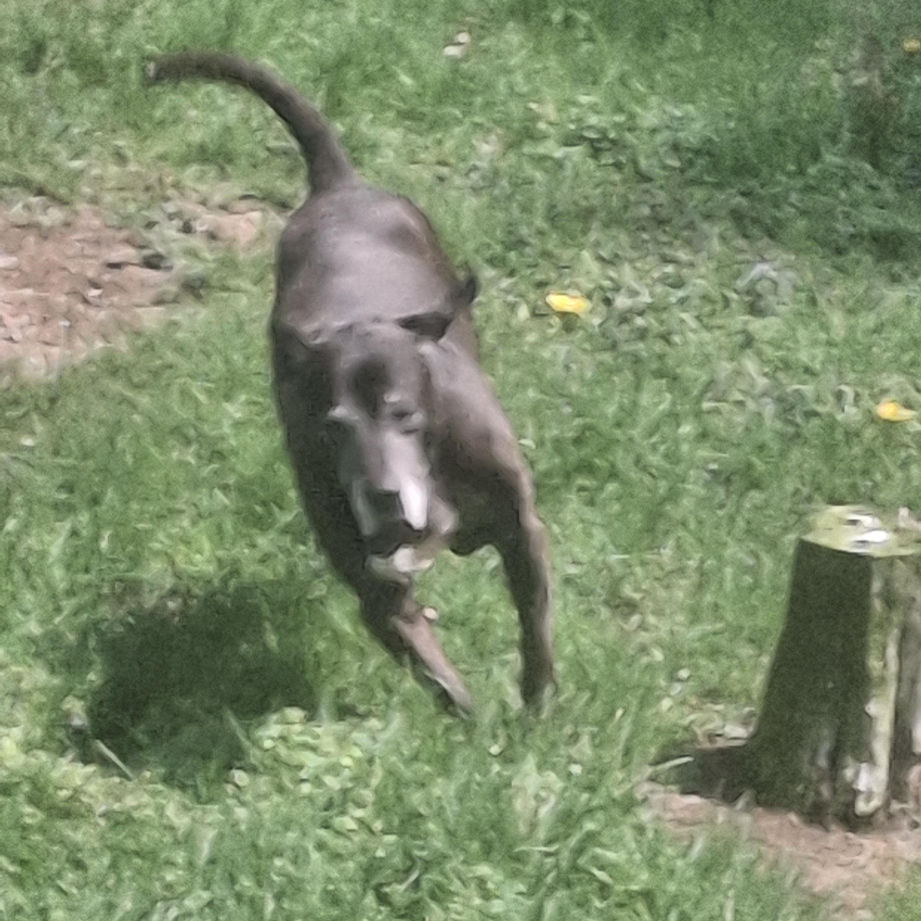 MILLIE, a ADOPTABLE mixed breed in Broadalbin, NY image 2/5