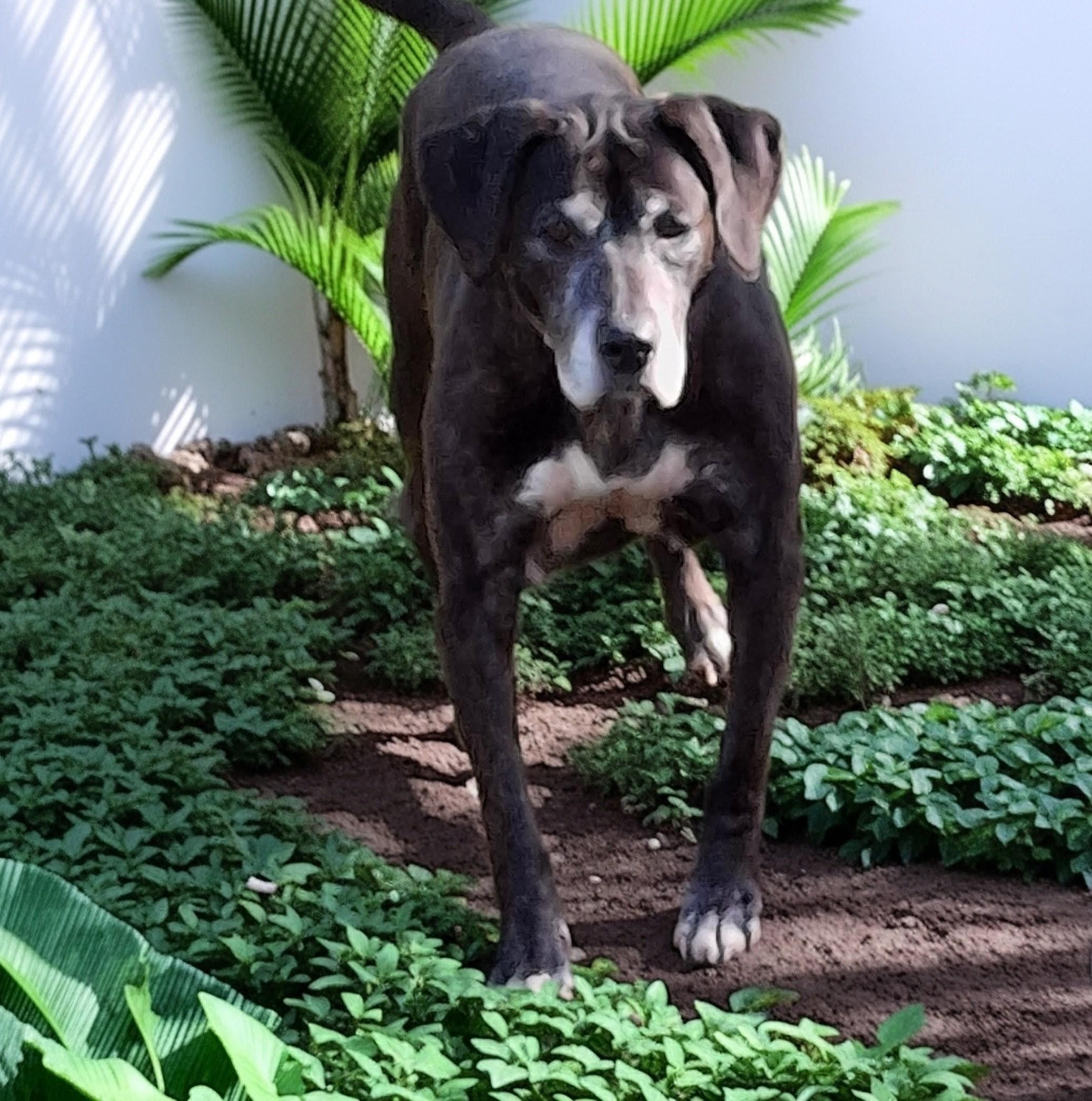MILLIE, a ADOPTABLE mixed breed in Broadalbin, NY image 5/5