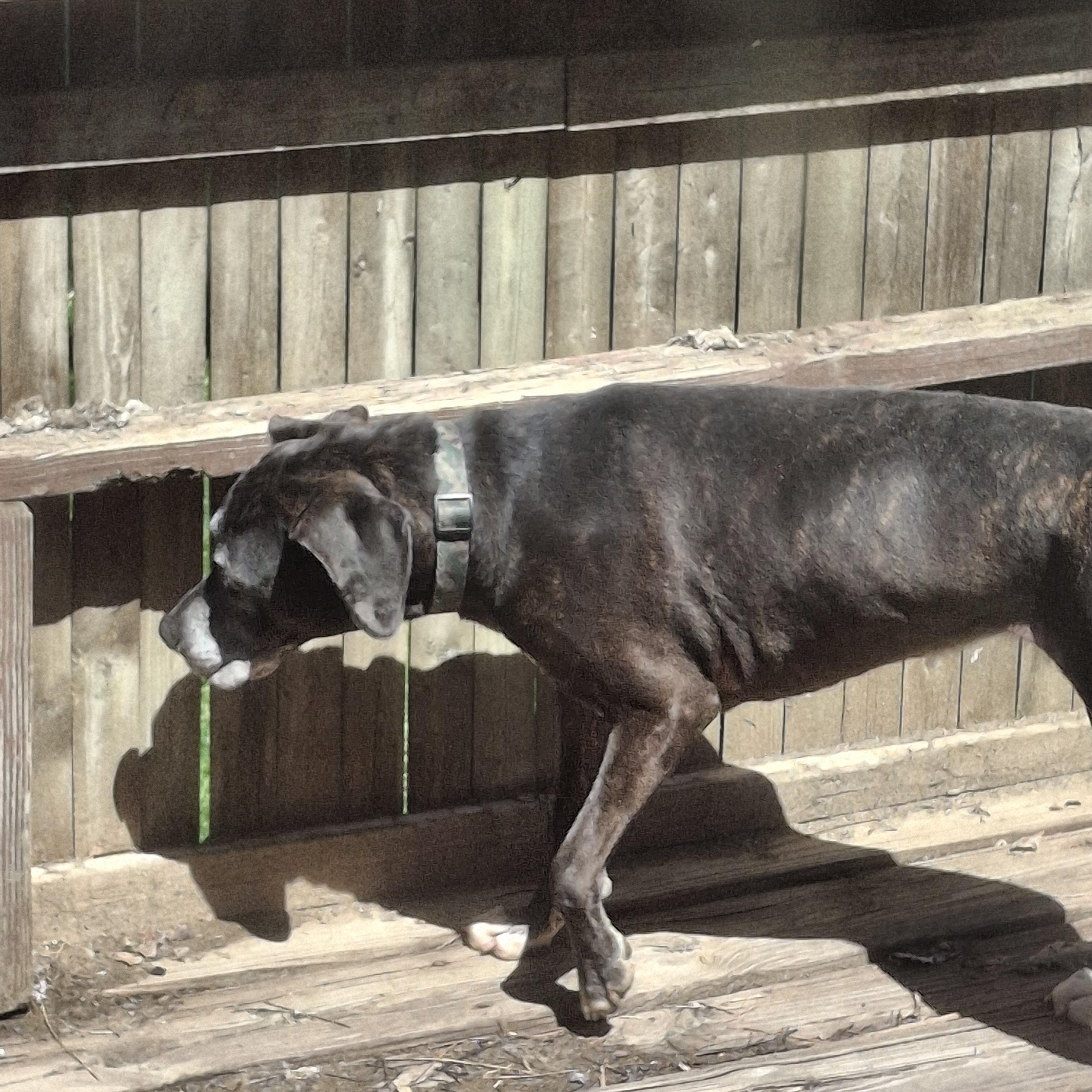 MILLIE, a ADOPTABLE mixed breed in Broadalbin, NY image 3/5