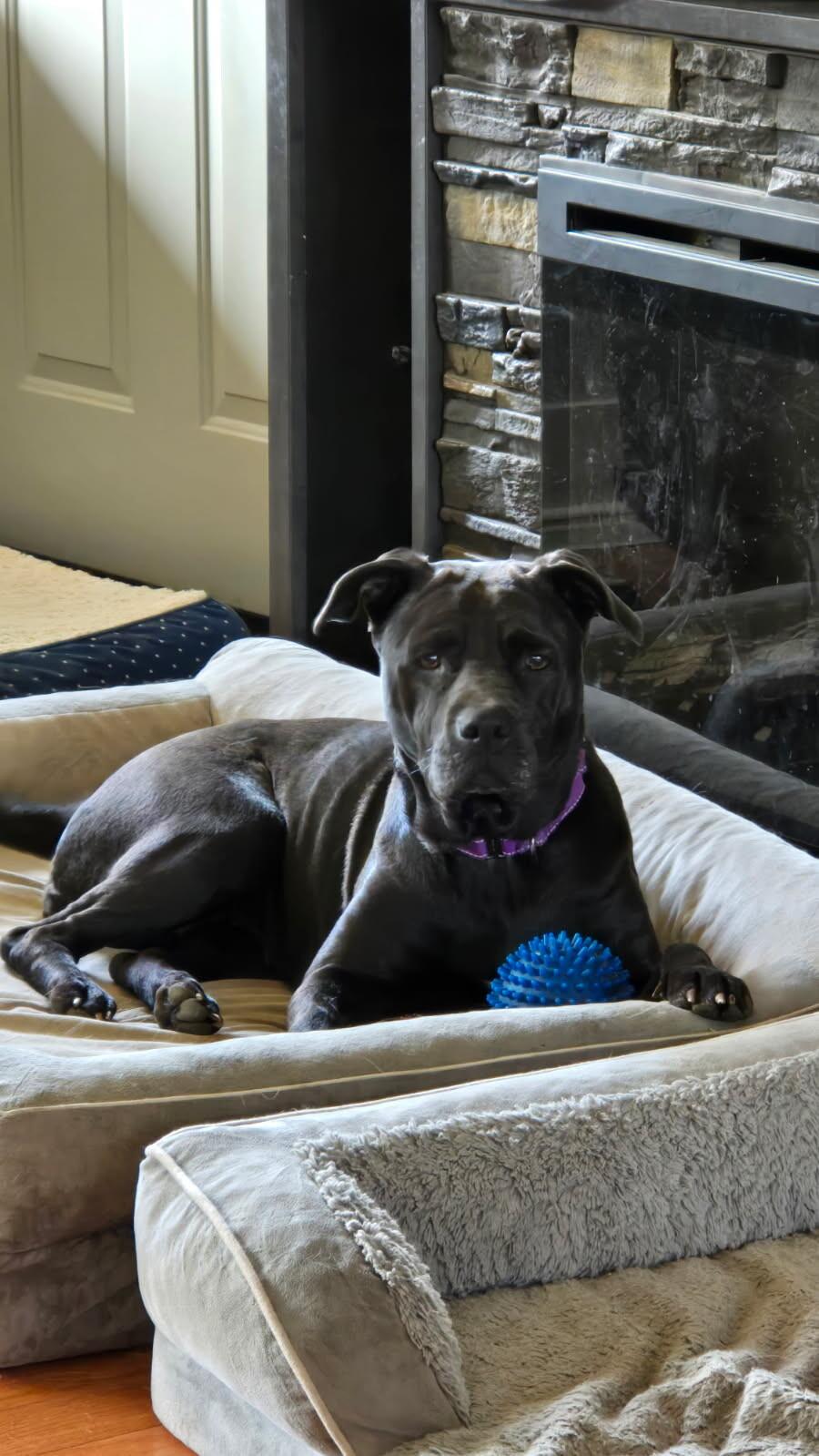 Luna, Adoptable, Adult Female Pit Bull Terrier & Mixed Breed.
