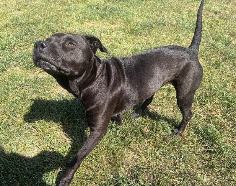 Enlarge Luna, a Adoptable mixed breed in Grand Rapids, MI image 2/6