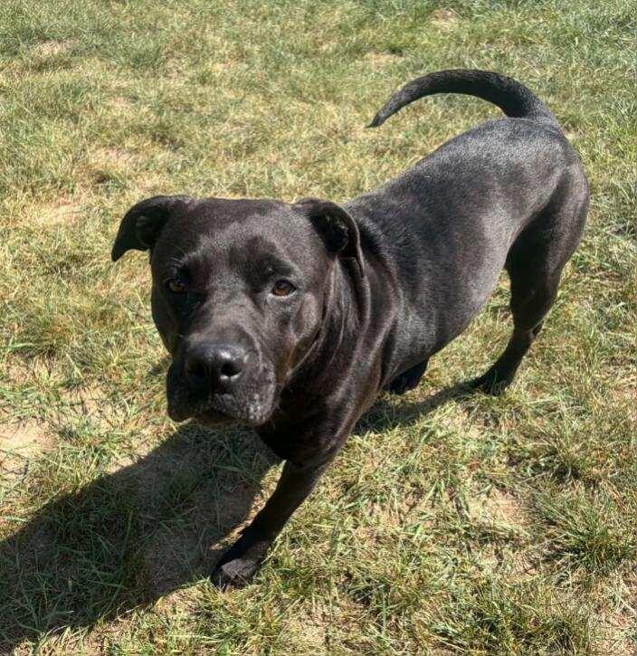 Enlarge Luna, a Adoptable mixed breed in Grand Rapids, MI image 3/6