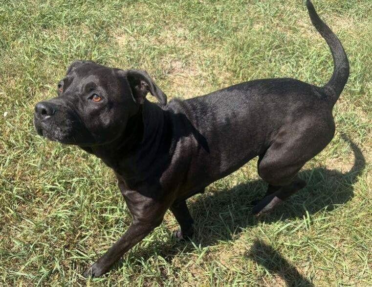 Enlarge Luna, a Adoptable mixed breed in Grand Rapids, MI image 5/6