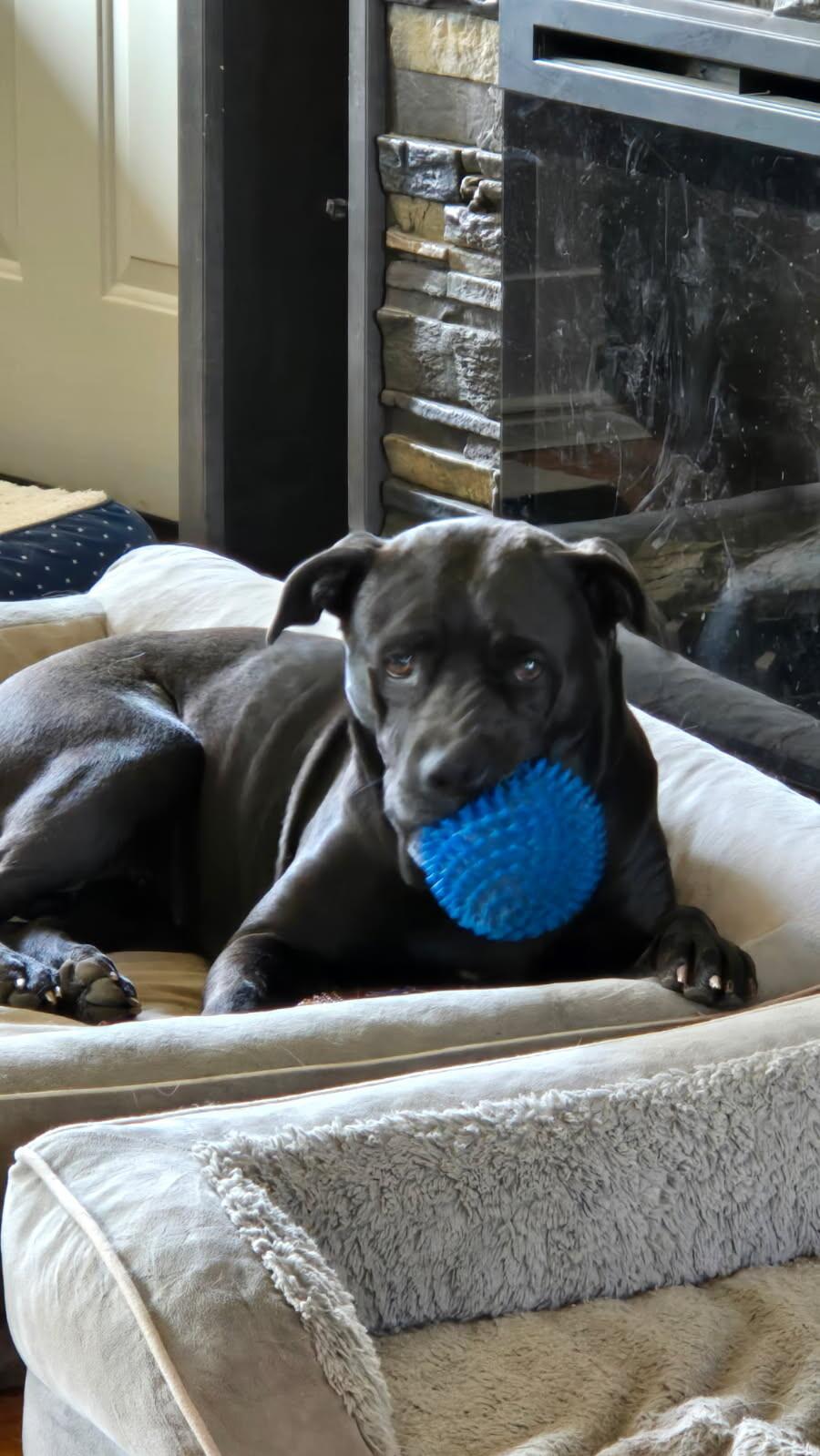 Enlarge Luna, a Adoptable mixed breed in Grand Rapids, MI image 6/6