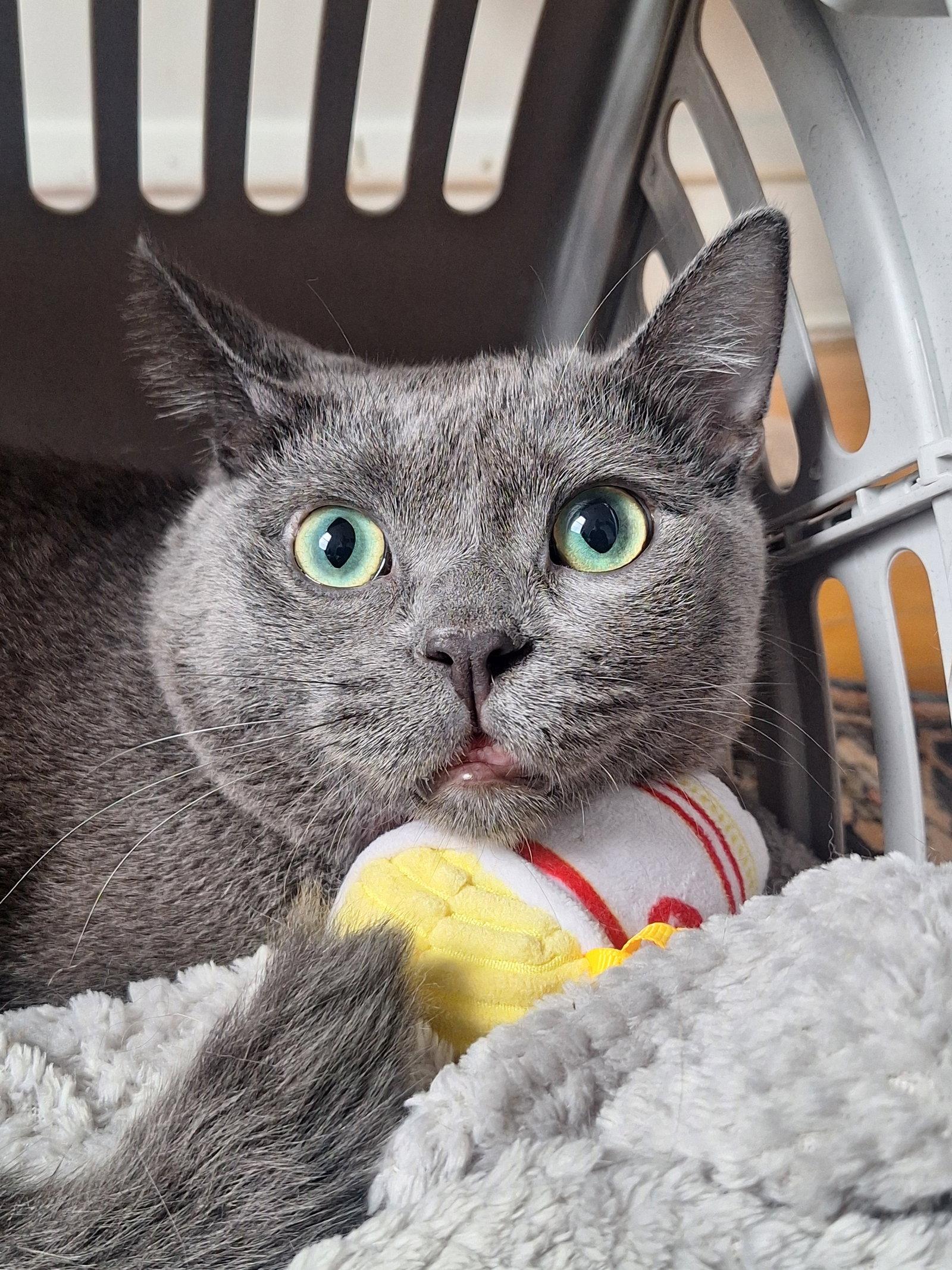Ivory Grey, Adoptable, Adult Male Domestic Short Hair.