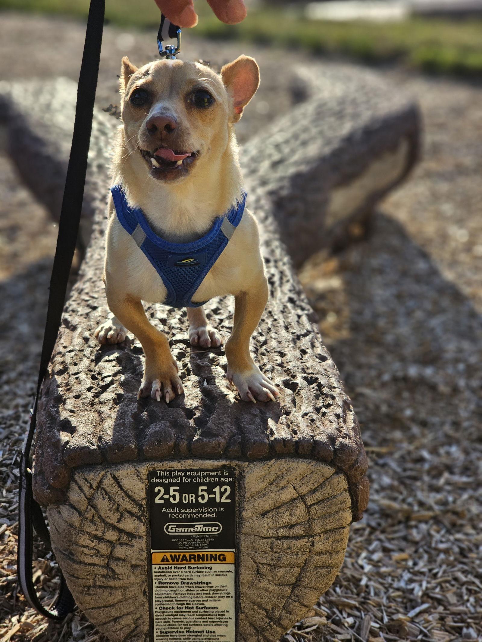 Enlarge Tucker, a Adopted mixed breed in Lebanon, PA image 2/3