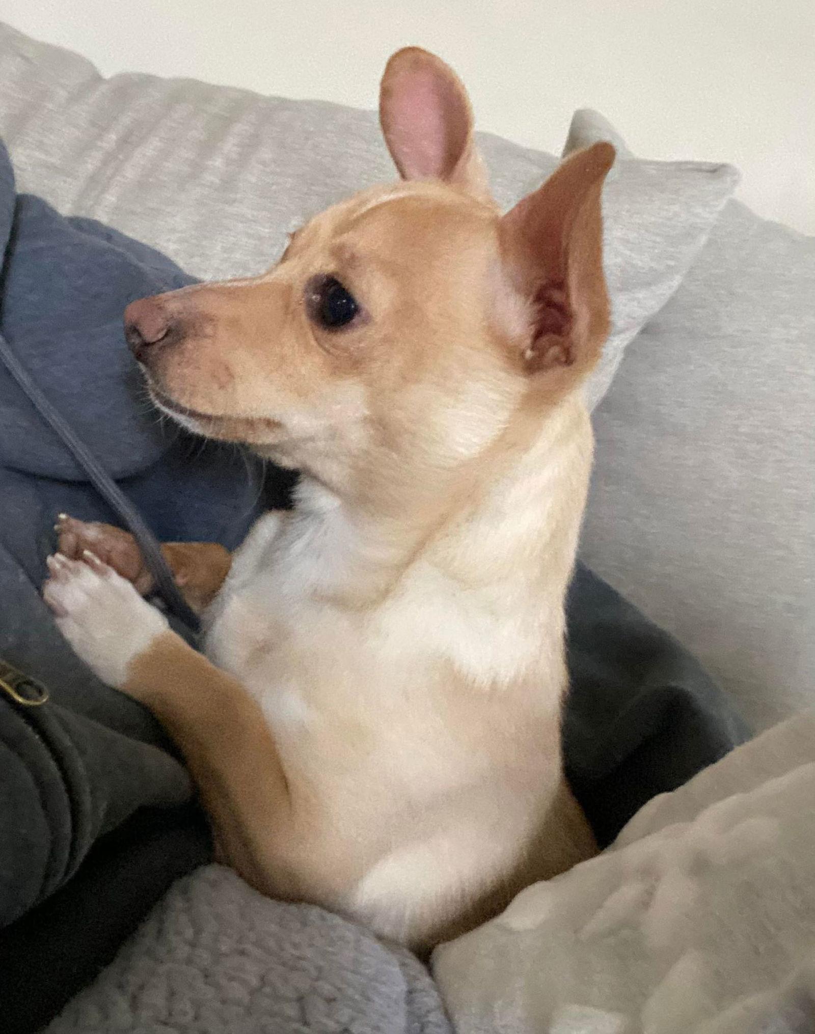 Enlarge Tucker, a Adopted mixed breed in Lebanon, PA image 3/3