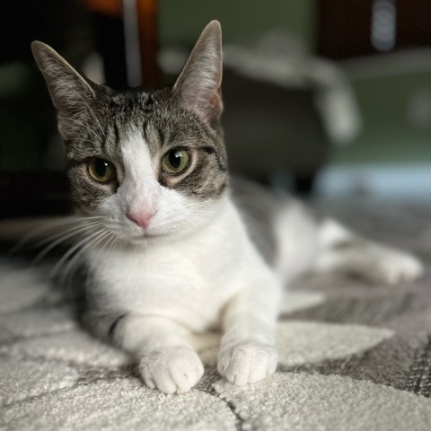 Kit Kat
