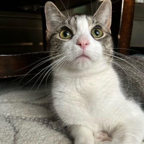 Kit Kat