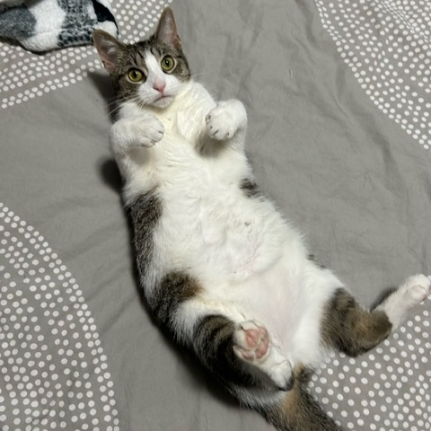 Kit Kat