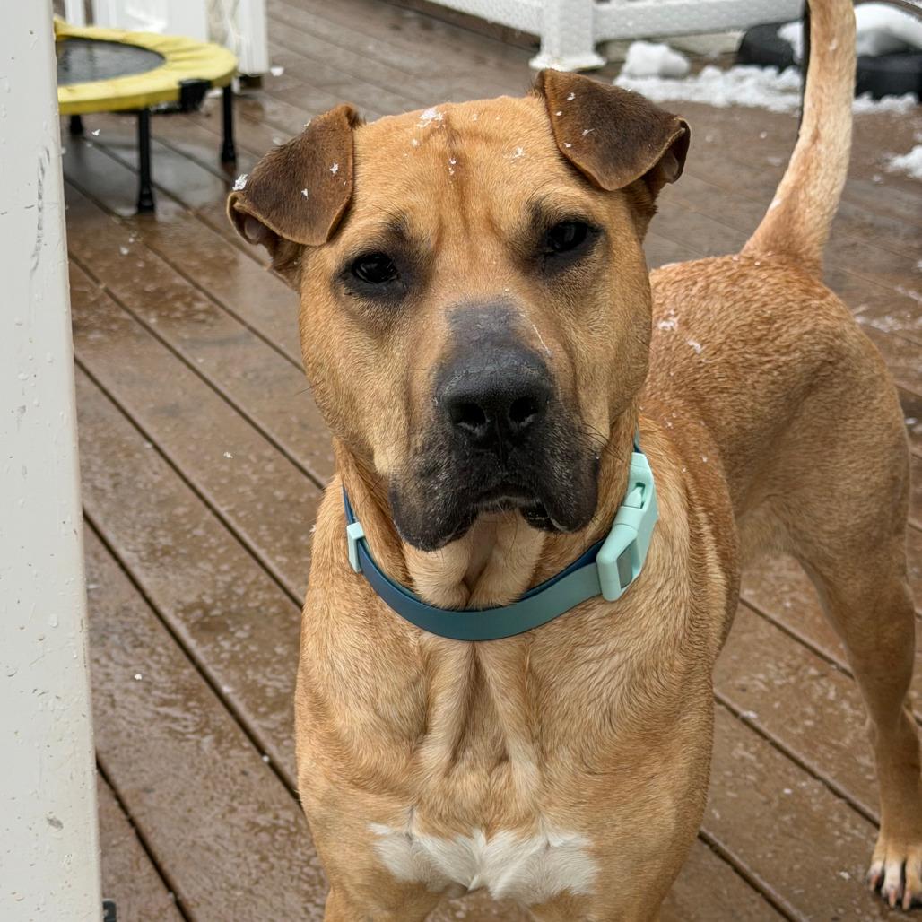 Enlarge Skull, a Adoptable mixed breed in Alexandria, VA image 1/6
