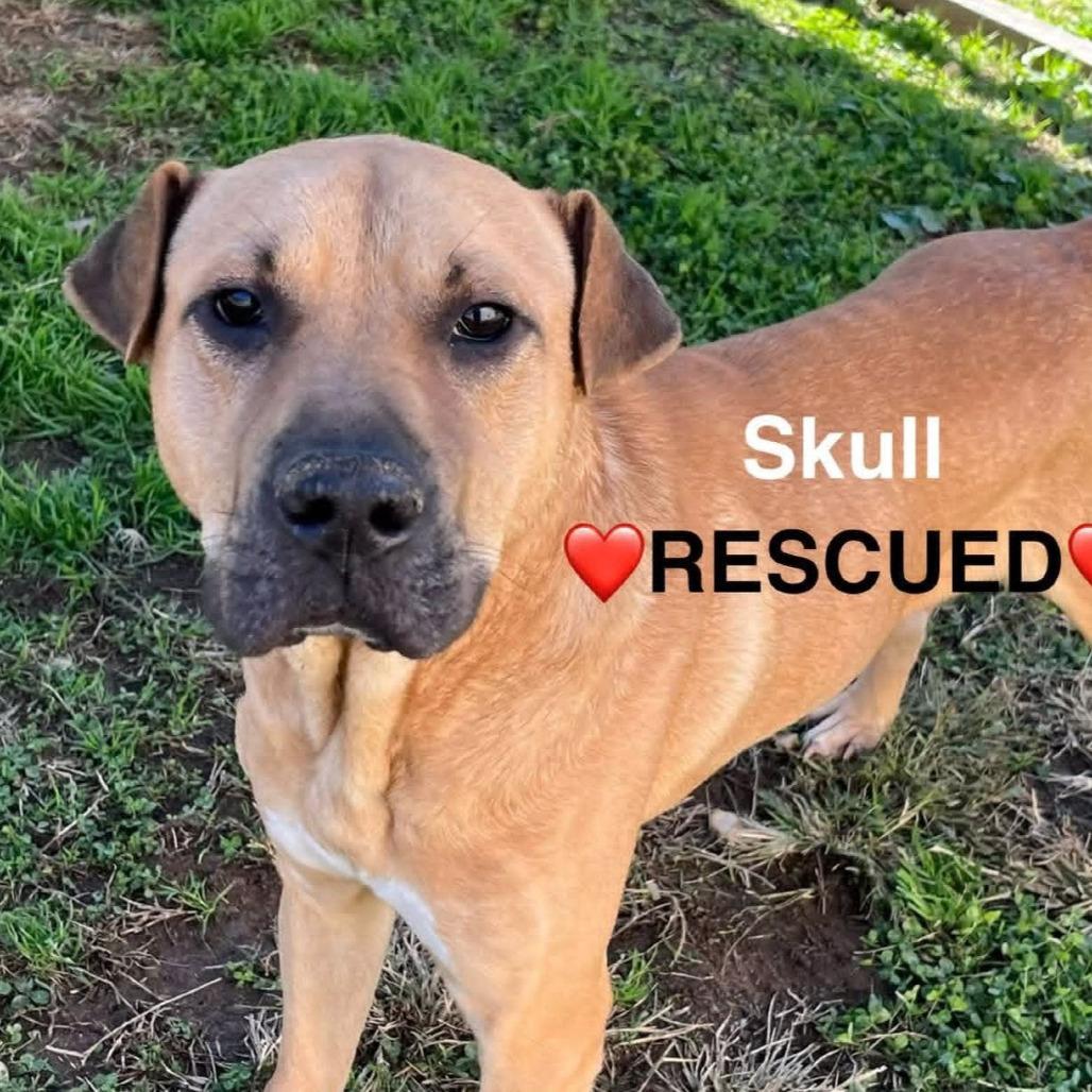 Enlarge Skull, a Adoptable mixed breed in Alexandria, VA image 2/6