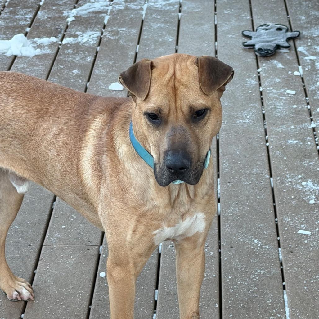 Enlarge Skull, a Adoptable mixed breed in Alexandria, VA image 3/6
