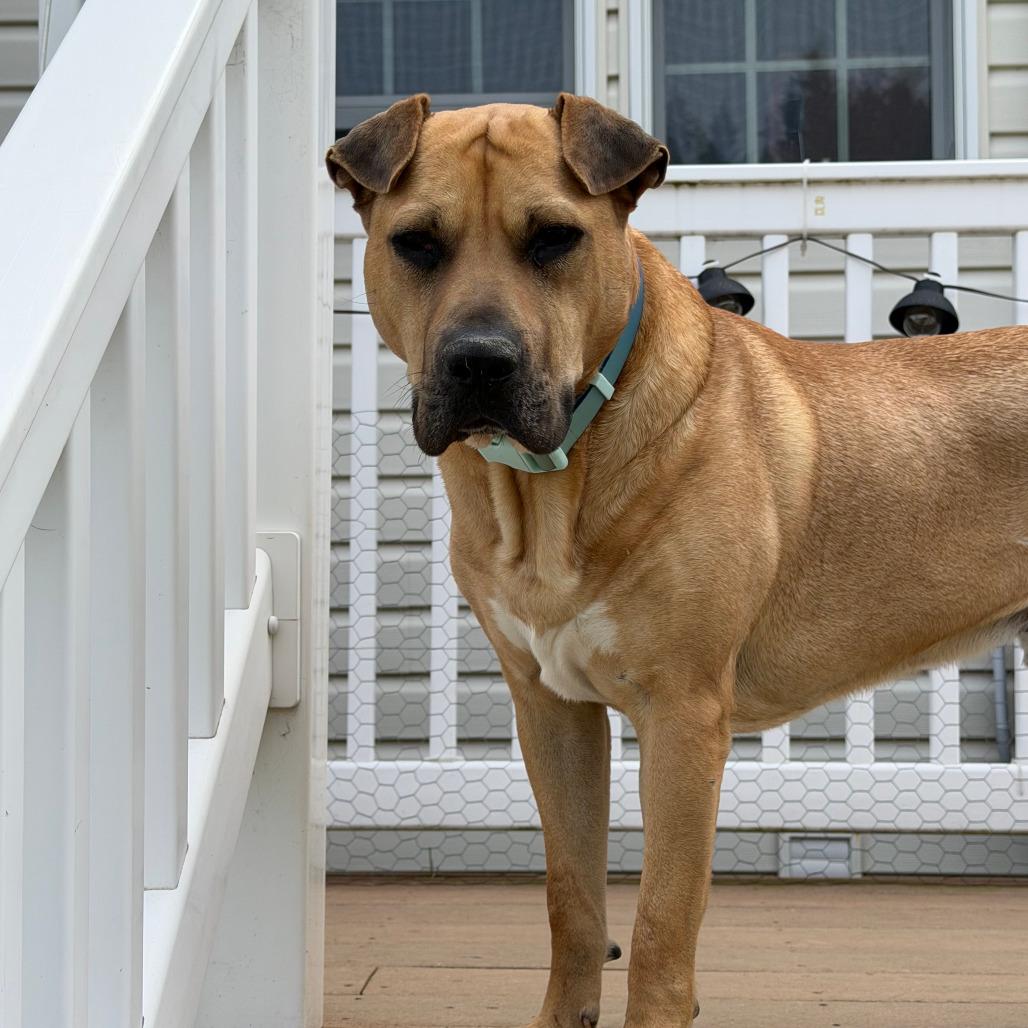 Scully, Adoptable, Adult Male Shar-Pei & Mixed Breed.